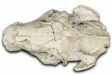 Partial Oreodont (Merycoidodon) Upper Skull - South Dakota #355530-7